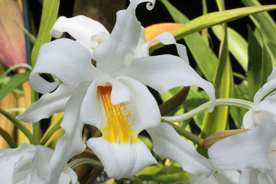Coelogyne cristata. macro close-up of orchid species Coelogyne cristata. orchid background.blooming white orchids.Crested Coelogyne.The flower of the Coelogyne Cristata in the garden
