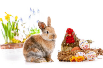 Cute dwarf rabbit with Easter motif on a white background.