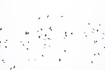 Krähen Schwarm Silhouette