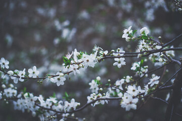 Blossom of Mirabelle plum in Spring