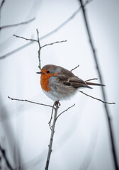 Robin (Rotkehlchen im Winter)