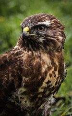 Bussard / Buzzard