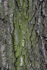 écorce arbre
