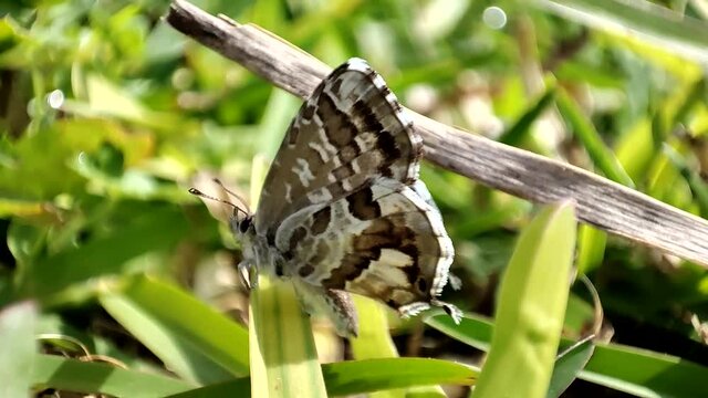 Borboleta