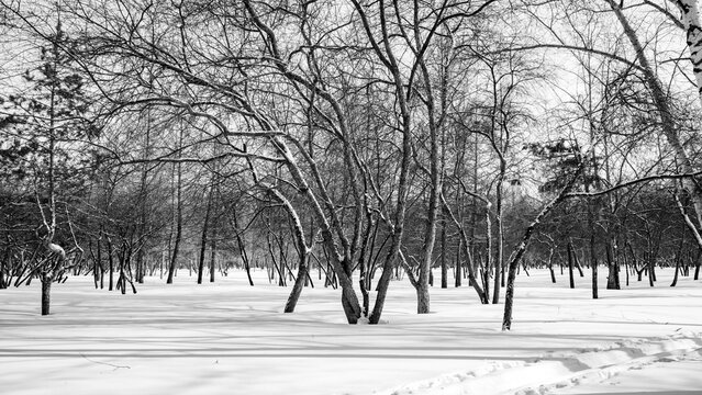 Winter forest landscape, monochrome photo.