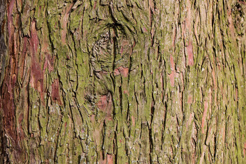 écorce arbre