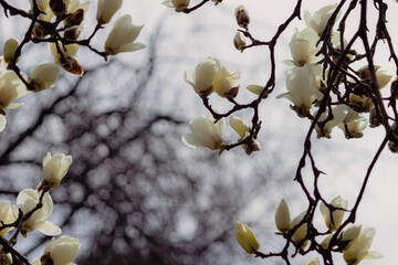 見ごろの白いモクレン