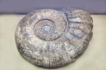 The fossilized shell of the cephalopod ammonitoceras (Latin: Ammonitoceras sp.) is purple on a white background. Paleontology, Early Cretaceous, fossils