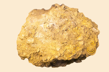 A piece of fossilized limestone with yellow nummulites on a white background. Paleontology Paleogene fossils.