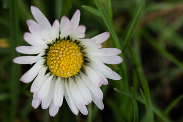 Obraz premium Fleur blanche