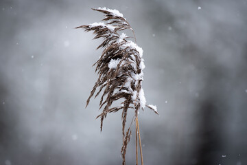 Schilf im Schnee