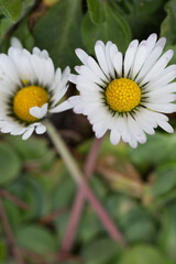 Fototapeta premium Fleur blanche