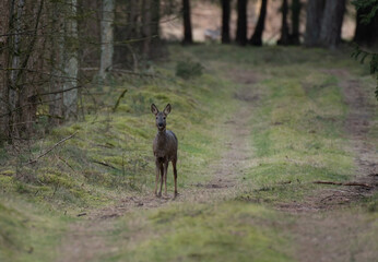 Reh im Wald / Deer in forest