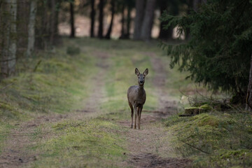 Deer In Forest / Reh im Wald