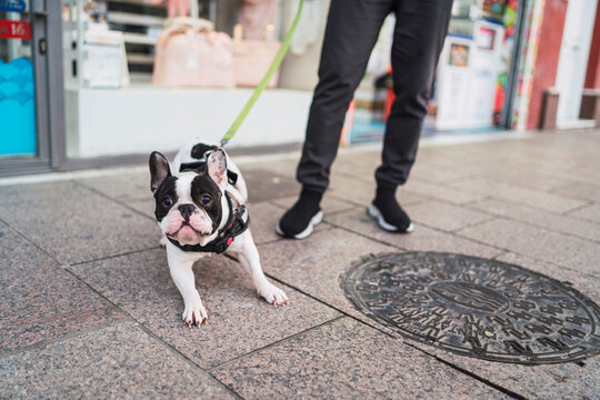 bulldog frances con su dueño por la calle atado con correa