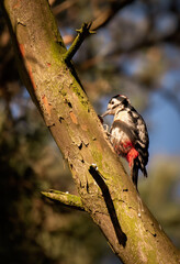 Specht am Nest bauen