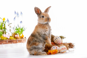 Cute dwarf rabbit with Easter motif on a white background.