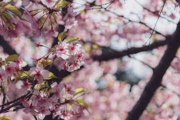 穏やかな春の日の河津桜