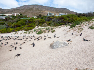 Penguin colony with steps from residential property on Bolder beach