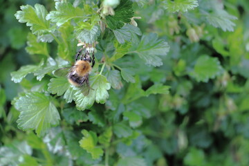 Bumblebee on a currant leaf