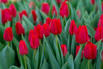 Red tulips in the field. Spring blurred background, postcard. Mother's Day, Women's Day, holiday. Soft selective focus, defocus. Copy space.