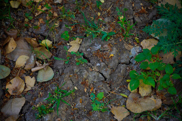 Dry leaf for background texture