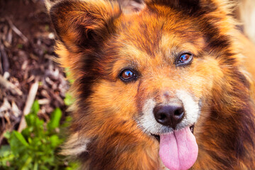 Рыжая собака дворняга с высунутым языком