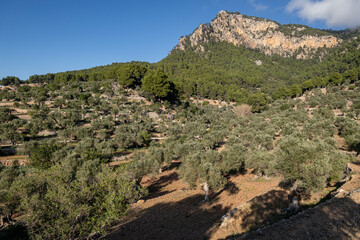 olivar de Son Moragues, Valldemossa, Mallorca, Balearic Islands, Spain