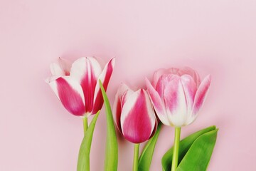 Fototapeta premium bouquet of tulips