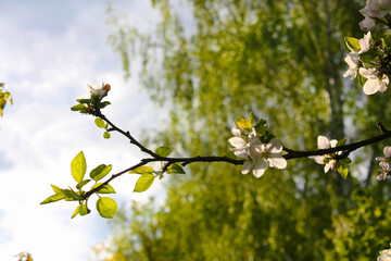 A branch of a blooming apple tree