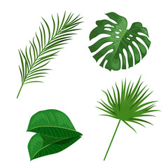 Fototapeta na wymiar Tropical leaves set. Palm, banana, monstera and others leaves. Exotic foliage, nature botanical decorative collection. Vector illustration isolated on white background.