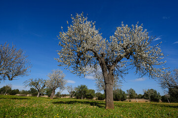 Fototapeta na wymiar almendros floridos, Son Taixaquet, Llucmajor, Mallorca, Balearic Islands, Spain
