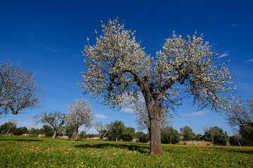 almendros floridos, Son Taixaquet, Llucmajor, Mallorca, Balearic Islands, Spain