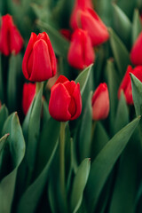 Red tulips in the field. Spring background, postcard. Mother's Day, Women's Day, holiday. Soft selective focus, defocus. Vertical