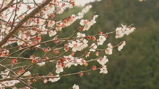 春風にそよぐ梅の花　スローモーション　4K UHD