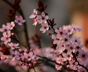 cherry blossom during spring