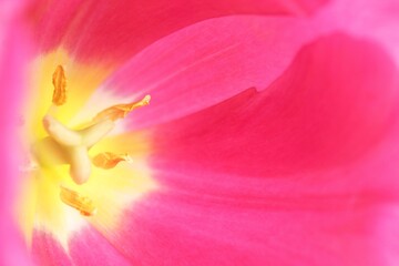 Naklejka na ściany i meble pink tulip closeup
