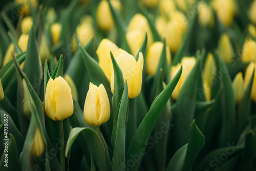 yellow tulips in the field. Spring background, postcard. Bouquet for Mother's Day, Women's Day, holiday. Soft selective focus, defocus. Copy space.