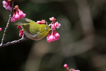 メジロと寒緋桜　次の花蜜を求めて　早春　（高知県　室戸広域公園）