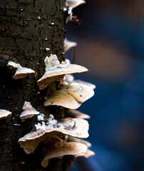 mushrooms on tree