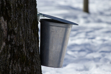 Maple Syrup Pail