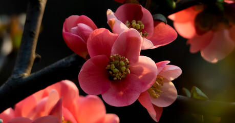 pomegranate flower during spring