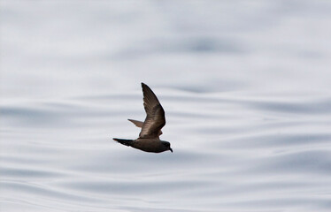 Californisch Stormvogeltje, Ashy Storm-Petrel, Oceanodroma homochroa