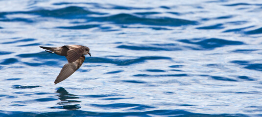 Californisch Stormvogeltje, Ashy Storm-Petrel, Oceanodroma homochroa