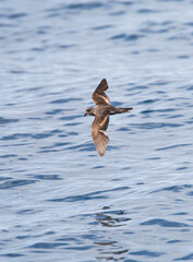 Californisch Stormvogeltje, Ashy Storm-Petrel, Oceanodroma homochroa