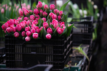 Obraz na płótnie Canvas Harvesting tulips in spring in the greenhouse for the holiday. Soft selective focus, defocus.