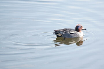 Krickente mit tollem Gefieder /  Teal with great plumage