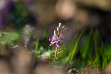 corydalis solida flowers in spring