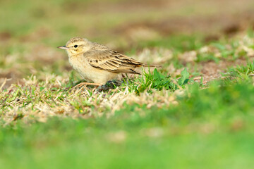 Duinpieper, Tawny Pipit, Anthus campestris