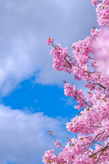 【初春・早咲き桜】河津桜